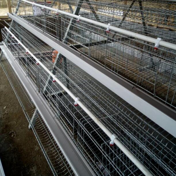 China-Supplier-poultry-house-design-chicken-cage (1).jpg